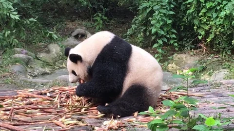 Panda  at  Chengdu , China Stock Footage 69829998