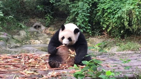 Panda  at  Chengdu , China Stock Footage 69830101