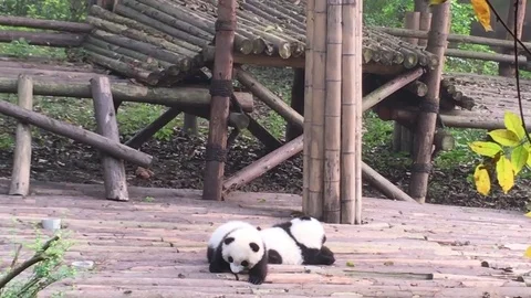 Panda  at  Chengdu , China Stock Footage 69830120