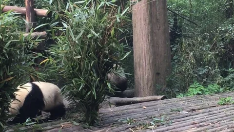 Panda  at  Chengdu , China Stock Footage 69830168