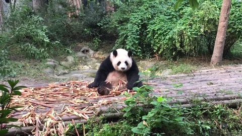 Panda  at  Chengdu , China Stock Footage 69830226