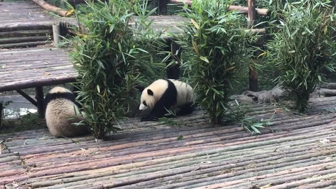 Panda  at  Chengdu , China Stock Footage 69830267