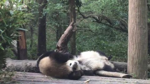 Panda  at  Chengdu , China Stock Footage 69830287