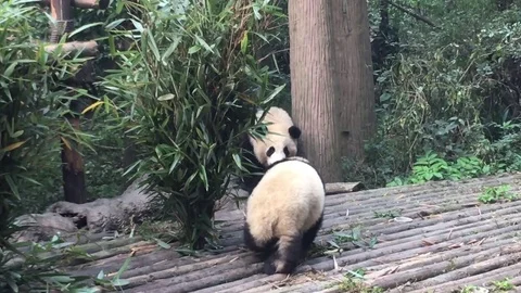 Panda  at  Chengdu , China Stock Footage 69830325