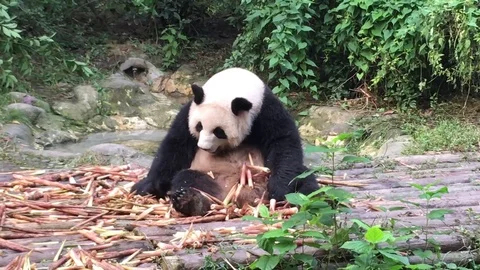 Panda  at  Chengdu , China Stock Footage 69830421