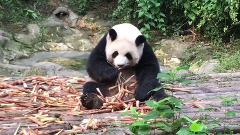 Panda  at  Chengdu , China Stock Footage 69830927