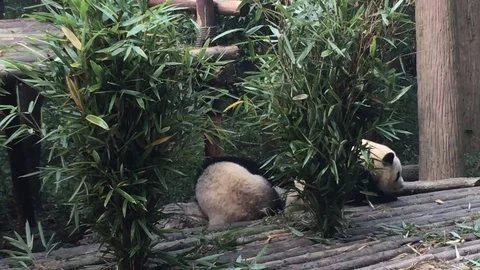 Panda  at  Chengdu , China Stock Footage 69831237