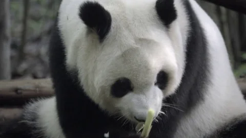 Panda chewing slowly on bamboo Stock Footage 83729231