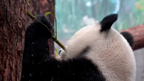 Panda chews bamboo twig Stock Footage 319639519