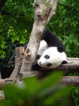 Panda on Climbing Frame Stock Photos