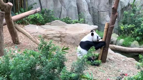 Panda Climbing Tree with Flying Magical Sparkles Particles Stock Footage 330234526