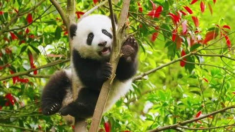 Panda Climbing Tree Stock Footage 323140663