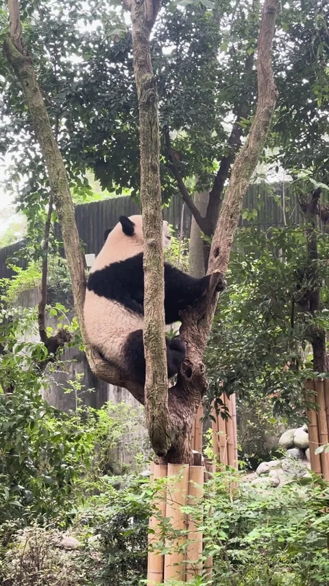 Panda climbing a tree in a green forest with dense vegetation Stock Footage 311669114
