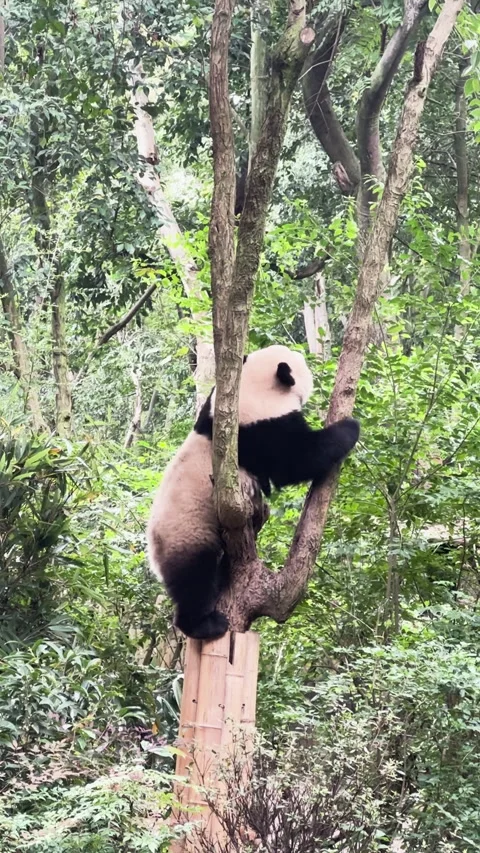 Panda climbing a tree in a green forest with dense vegetation Stock Footage 311669471