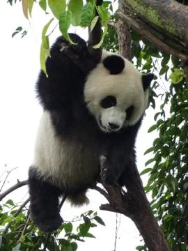 Panda Climbing Tree Stock Photos