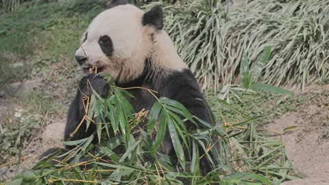 Panda close up eating Stock Footage 326980169