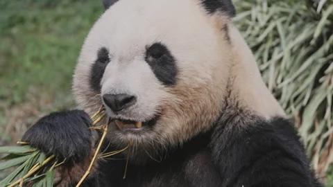 Panda close up eating Stock Footage 326980204