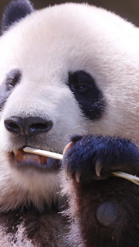 Panda close up eating in vertical Video stock 311050182