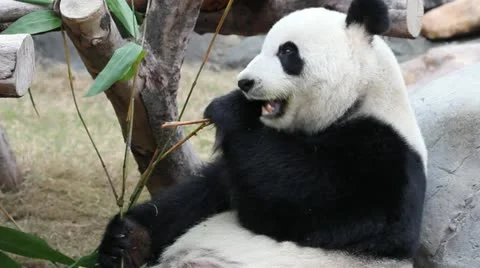 Panda close up Stock Footage 12745315