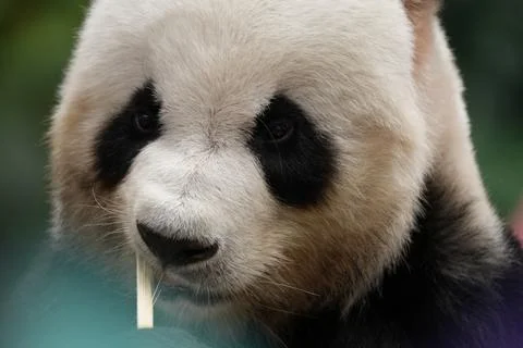Panda Close-Up Stock Photos