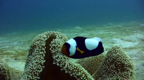 Panda clownfish (Amphiprion polymnus) Stock Footage 6861852