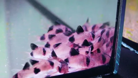 Panda corydoras (Corydoras panda) Stock Footage 181594085