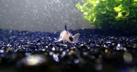 A panda corydoras in a fish tank Stock Footage 67019767