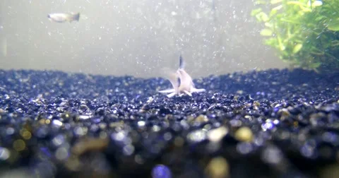 A panda corydoras in a fish tank Stock Footage 67022157