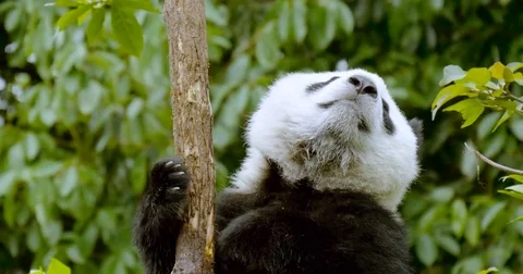 Panda Cub Close-up in tree Stock Footage 75672612