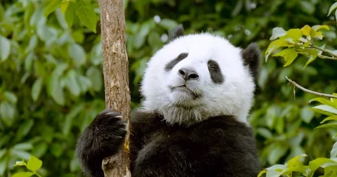 Panda Cub Close-up in tree2 Stock Footage 75672508