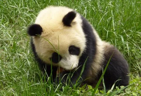 A Panda Cub Exploring Grass Stock Photos