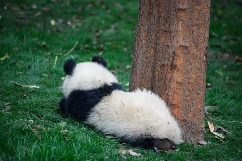A panda cub lying face down on the grass 스톡 사진