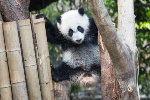 Panda cub playing in a tree Stock-Fotos