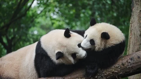 Panda Cub Shows Curiosity Towards Parent, Small Panda Explores And Touches Adult Stock Footage 323794580
