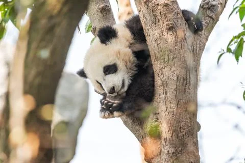 Panda cub sleeping in a tree Foto stock