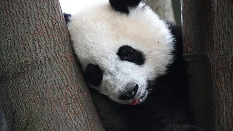 Panda cub sleeps on a tree Stock Footage 120235581