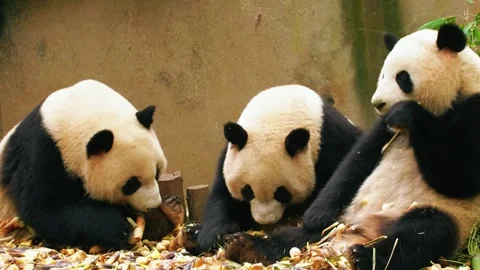 Panda Cubs Eating Bamboo Stock Footage 323140468