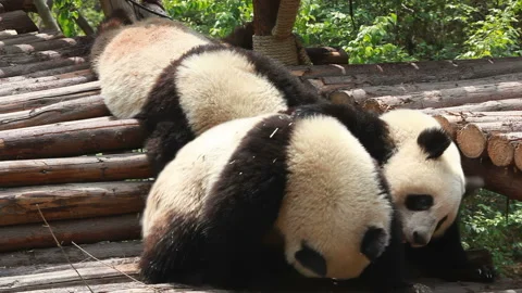 Panda cubs playing 1 Video stock 211794897