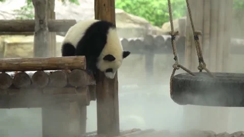 Panda cubs playing Stock Footage 234495263