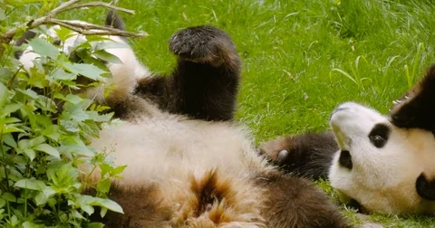 Panda cubs playing on the ground with branch Stock Footage 75672659