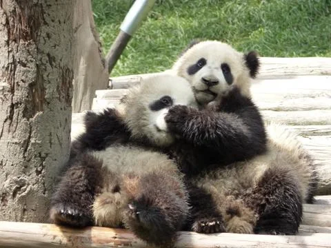 Panda Cubs Playing Stock Photos
