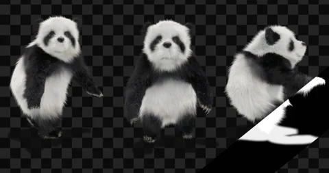 Panda dance , with Alpha matte. Video stock 134848000