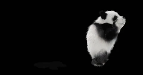 Panda dance , with Alpha matte. Video stock 134848478