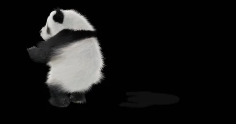 Panda dance , with Alpha matte. 库存影片 134848778