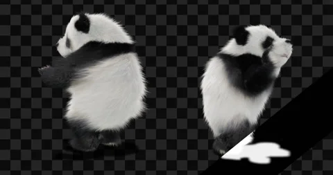 Panda dance , with Alpha matte. Stock Footage 134848844