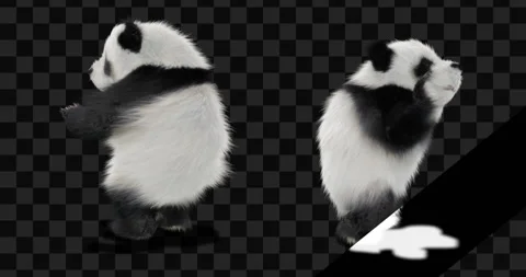 Panda dance , with Alpha matte. 動画素材 134849440