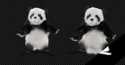 Panda dance , with Alpha matte. Stockbeeldmateriaal 134850083