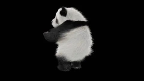 Panda dance , with Alpha matte. Stock Footage 134851193