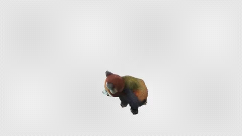 Panda dance , with Alpha matte. Stock Footage 343990427