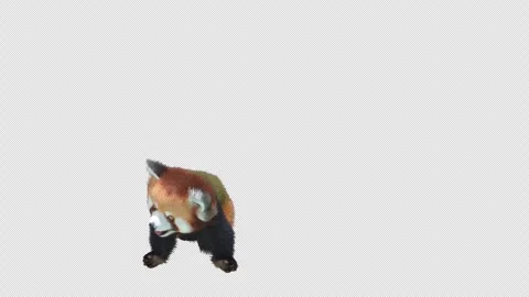 Panda dance , with Alpha matte. Stock Footage 343990556